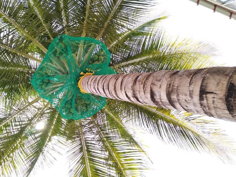 You can get coconut tree safety nets in Hyderabad at RKS Safety Nets. Get free quotes for different nets products and price per square foot.