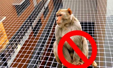 Monkey Safety Nets in Hyderabad | Call 9955519997 for Best Price